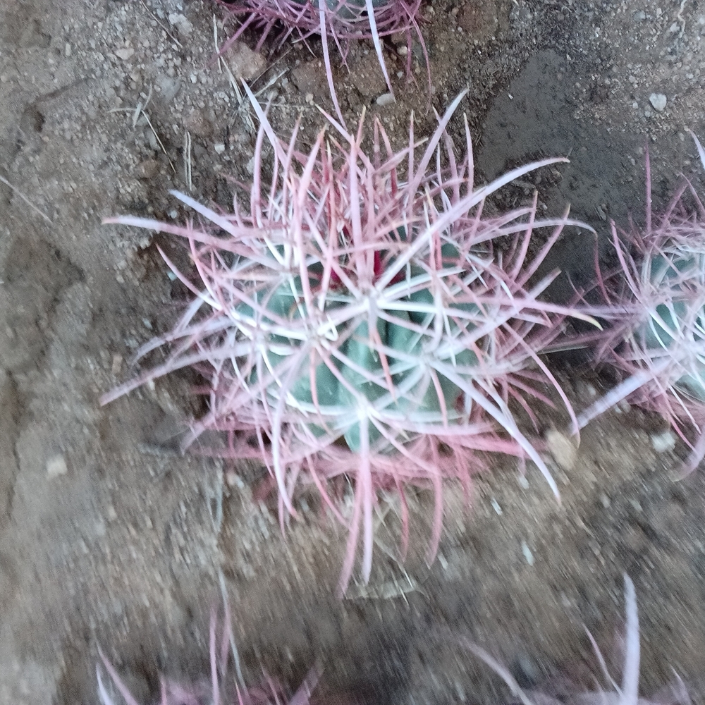 Pink and Green Cactus Plant